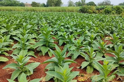 Tobacco farm, many small green plants in red dirt