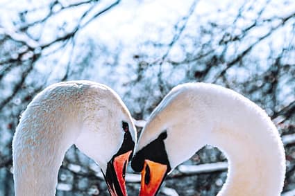 white swan on body of water during daytime