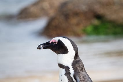 black and white penguin walking on sand